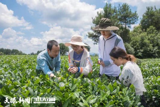 金林红教授（左一）在茶园讲解种茶技术.jpg