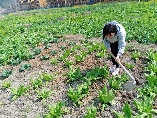 药学院寒假社会实践活动持续深入开展